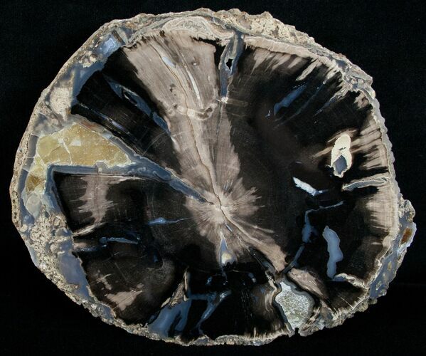 Blue Forest Petrified Wood Slice - x #6197